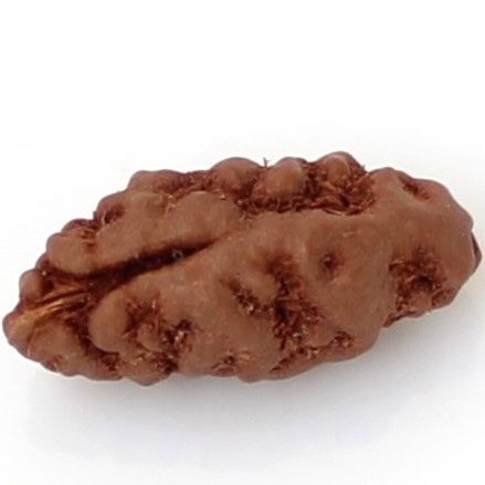 1 mukhi rudraksha indonesia 